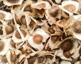 EasySeeds™ Moringa Seeds,emillas de Moringa,Drumstick Tree, Moringa oleifera, West Indian ben Wingless Seeds