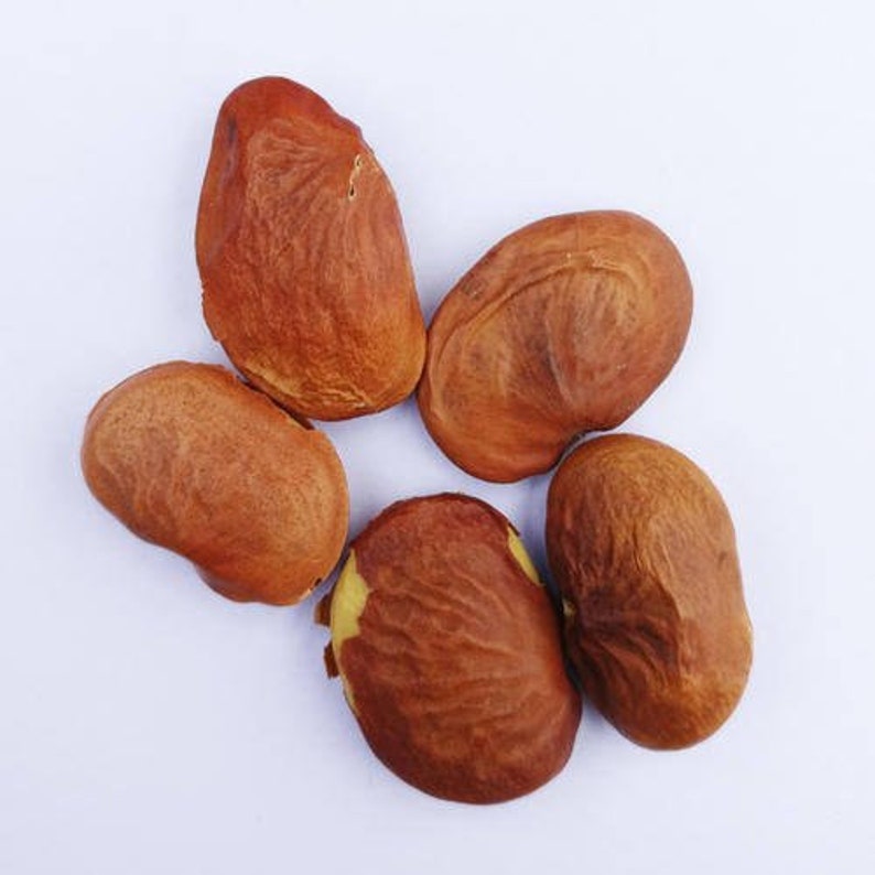 EasySeeds™ Pongamia pinnata, Pongam Tree, Pongame Oil Tree, Millettia pinnata, Pongamia glabra, Derris indica, Cytisus pinnatus Seeds image 2