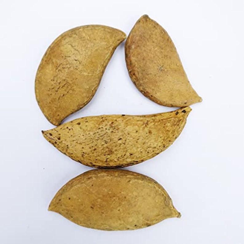 EasySeeds™ Pongamia pinnata, Pongam Tree, Pongame Oil Tree, Millettia pinnata, Pongamia glabra, Derris indica, Cytisus pinnatus Seeds image 4