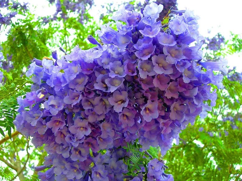 EasySeeds™ Jacaranda mimosifolia, Blue Jacaranda, flamboyant blue ,Ornamental Tree Seeds image 6