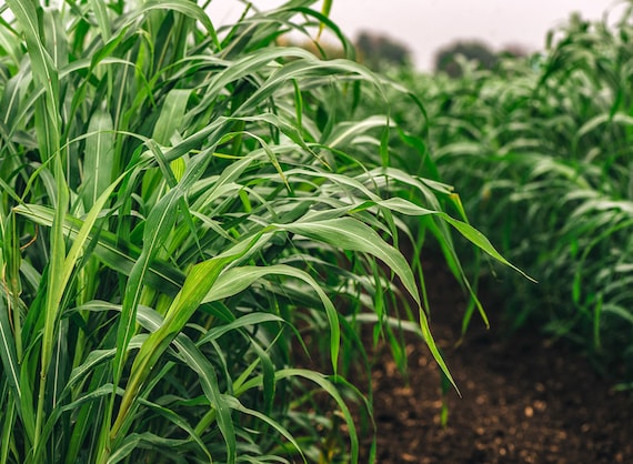 EasySeeds  Sorghum-Sudangras, Huhn-Mais, Shattercane, Sordan, Sorghum- Sudangras,Sudan grasSamen - Etsy sterreich