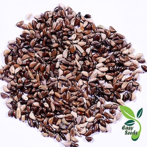 EasySeeds™ Napier Grass,Elephant Grass Seeds, Pennisetum Purpureum - Planta forrajera - Exterior - Césped - Semillas orgánicas