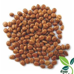 Árvore de Chuva Dourada EasySeeds™, Fístula de Cássia, Chuva Dourada, Laburno Indiano, Árvore de Pudim, Árvore de Chuva Dourada, Sementes de Árvore de Vagem de Macaco