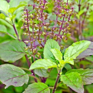 EasySeeds™ Shyama Tulsi, Holy Tulsi, Sabza,Krishna Tulsi, Tulsi , Holy Basil, Ocimum tenuiflorum Seeds