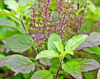 EasySeeds ™ Shyama Tulsi, Heiliger Tulsi, Sabza, Krishna Tulsi, Tulsi, Heiliger Basilikum, Ocimum Tenuiflorum Samen