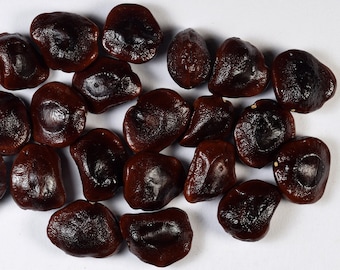 EasySeeds™ Tamarinde, Tamarindus indica, Imli, Manilla zoete zaden