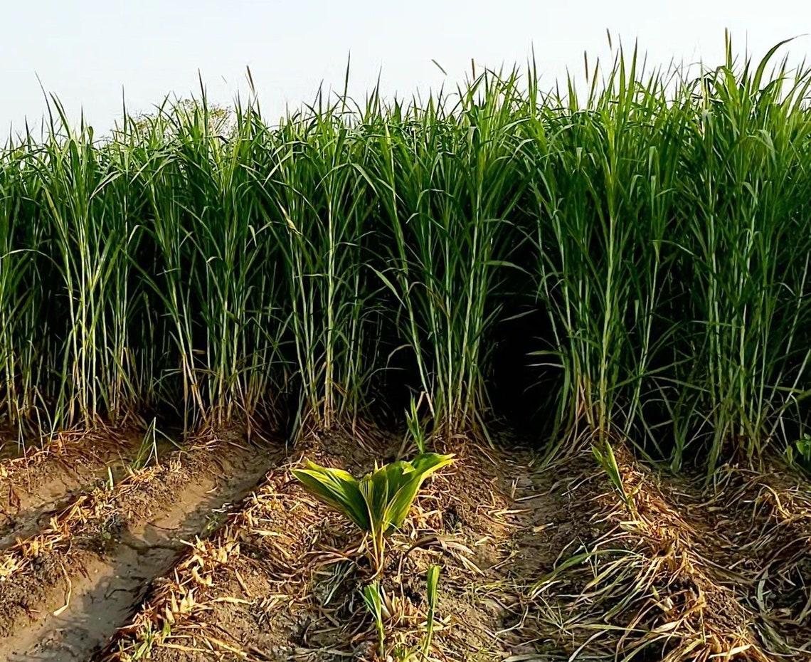 Buy Easyseeds™ Super Napier Grass,hybrid Grass,elephant Grass, High