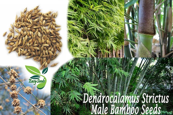 EasySeeds  Dendrocalamus striktus, Mnnlicher Bambus, Bambusa strikta,  Solid Bamboo, Calcutta Bamboo, Fechten Bambussamen - Etsy.de