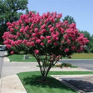 Può includere: Un albero di mirto crepe rosa in piena fioritura con più rami e foglie verdi. L'albero è piantato in un'area paesaggistica con un marciapiede e un parcheggio sullo sfondo.