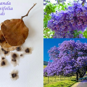 EasySeeds™ Jacaranda mimosifolia, Blue Jacaranda, flamboyant blue ,Ornamental Tree Seeds image 1