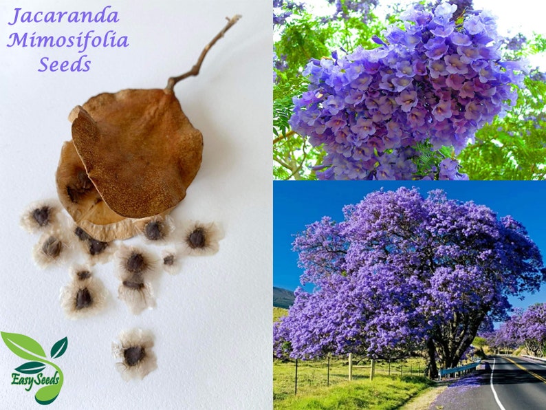 EasySeeds™ Jacaranda mimosifolia, Blue Jacaranda, flamboyant blue ,Ornamental Tree Seeds image 1