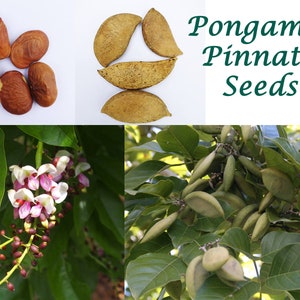 EasySeeds™ Pongamia pinnata, Pongam Tree, Pongame Oil Tree, Millettia pinnata, Pongamia glabra, Derris indica, Cytisus pinnatus Seeds image 1