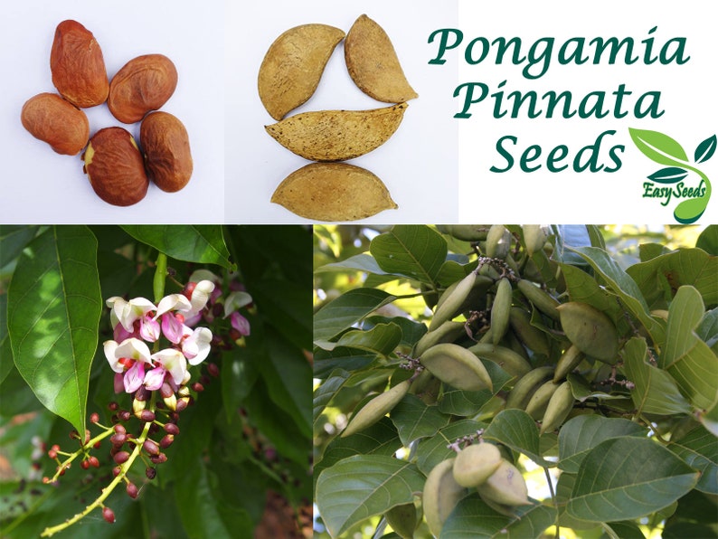 EasySeeds™ Pongamia pinnata, Pongam Tree, Pongame Oil Tree, Millettia pinnata, Pongamia glabra, Derris indica, Cytisus pinnatus Seeds image 1