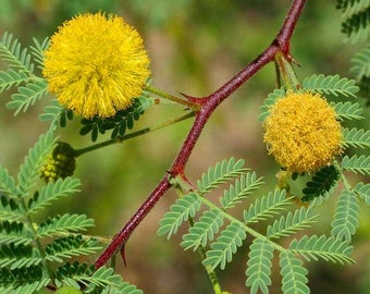 EasySeeds ™ Babul, Lebende Fechten, Acacia nilotica, Gummi arabisch Baum, Vachellia nilotica, Dornmimosa, ägyptische Akazie, dornige Akazie Samen
