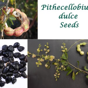 EasySeeds™ Pithecellobium dulce, Mimosa dulcis,Manila tamarind, Madras thorn, Camachile, Bread-and-cheese, Huamuchil, Jungle Jalebi Seeds