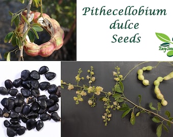 EasySeeds™ Pithecellobium dulce, Mimosa dulcis, Manilla tamarinde, Madras thorn, Camachile, Bread-and-cheese, Huamuchil, Jungle Jalebi Seeds