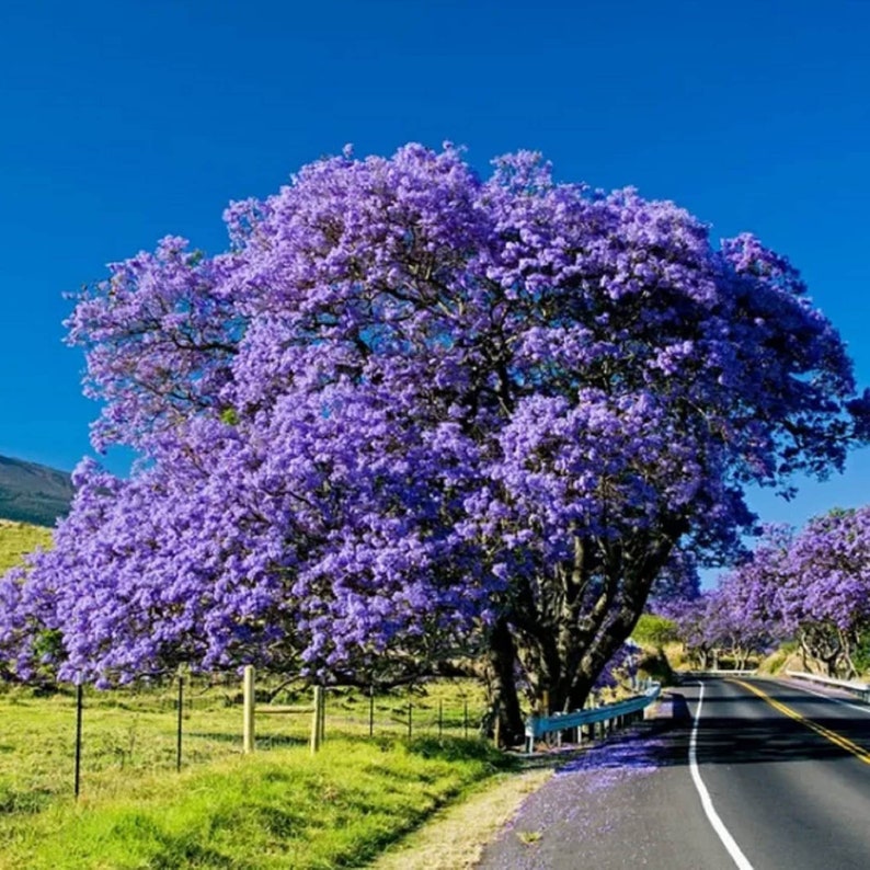 EasySeeds™ Jacaranda mimosifolia, Blue Jacaranda, flamboyant blue ,Ornamental Tree Seeds image 4