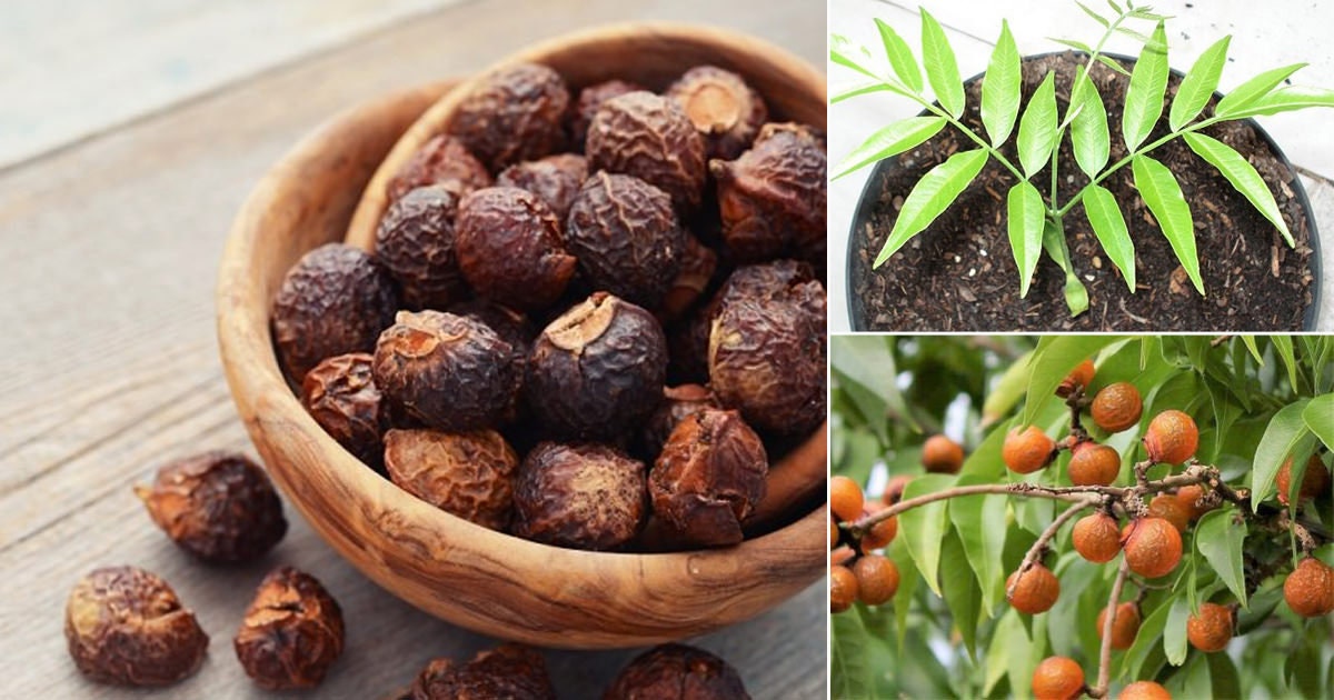 Easyseeds™ Reetha Soap Berry Soap Nut Sapindus Trifoliatus - Etsy Australia Easyseeds™ Reetha Soap Berry Soap Nut Sapindus Trifoliatus - Etsy Australia