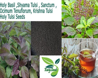 EasySeeds™ Shyama Tulsi, Holy Tulsi, Sabza,Krishna Tulsi, Tulsi , Holy Basil, Ocimum tenuiflorum Seeds