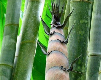 巨大なドラゴン竹の種子植物 Dendrocalamus sinicus - 50個入り竹の