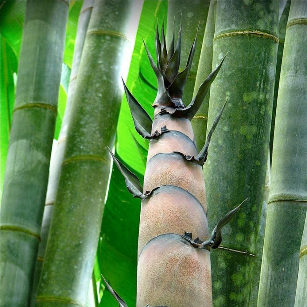 roll up bambus Roll Up Bamboo Shades, Natural Ramie Woven Wood Blinds in Beige