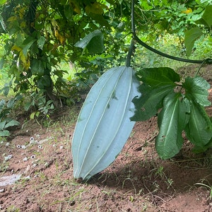 Fluted pumpkin, Ugu, Telfairia Occidentalis, 10 seeds/20 USD, Express shipping cost is 30 USD, only fast shipping, Phyto certificate/12 USD