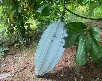 Fluted pumpkin, Ugu, Telfairia Occidentalis, 10 seeds/20 USD, Express shipping cost is 30 USD, only fast shipping, Phyto certificate/12 USD