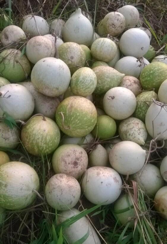 Cucumeropsis mannii (West-Afrikaanse egusi), pakket van 200 g kost 12 usd, verzendkosten zijn 10 usd, phyto-certificaat kost 12 usd