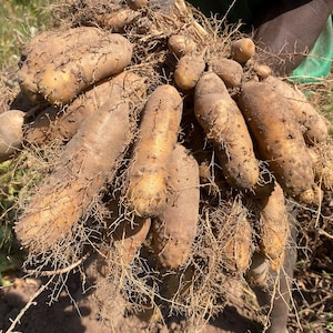 Igname minore (dioscorea esculenta), buono per il consumo e la semina, sapore buono, 600 g/ 10 USD, spese di spedizione/15 USD, certificato fito/12 USD