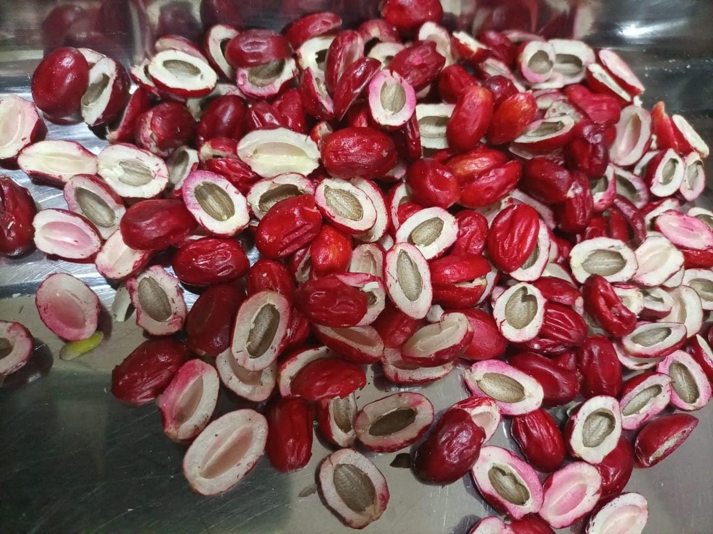 Synsepalum dulcificum(kernlose Wunderbeeren), 25 Hälften oder kernlose Beeren /6 usd , Versand 10 usd, Phytozertifikat 12 usd