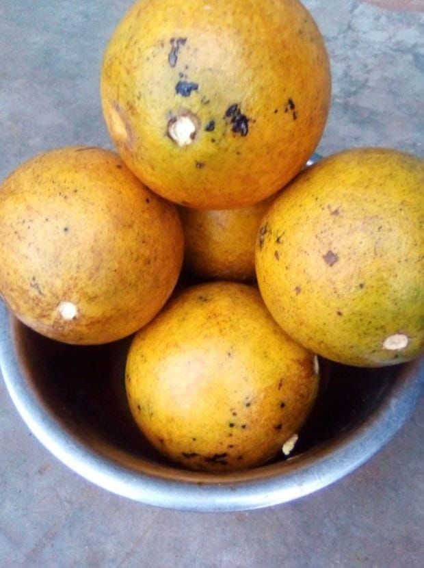 Strychnos spinosa(monkey orange) 25 seeds cost(11 usd), shipping cost(10 usd), phyto certificate(12 usd).