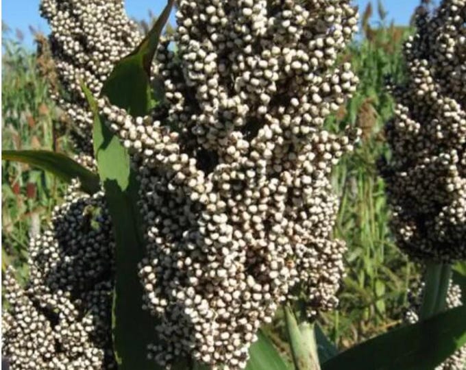 Black Sorghum - Black Amber - Sweet Sorghum - Sorghum Bicolor -100