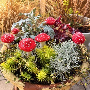 May include: A round ceramic planter with a beige and brown exterior containing a variety of green and silver foliage plants interspersed with several bright red mushroom ornaments featuring white spots on their rounded caps.