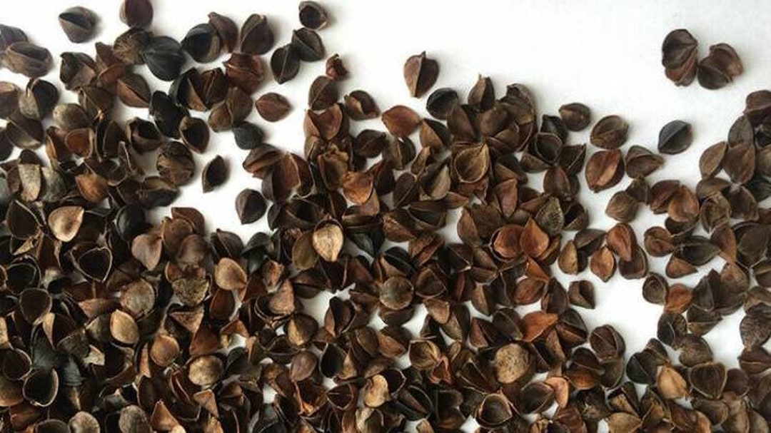 Buckwheat Hulls for Filling Poufs, Pillows and Bolsters for Yoga
