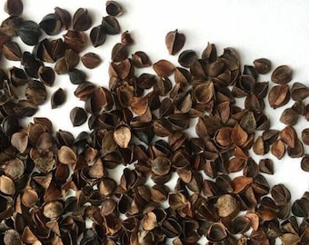 Buckwheat hulls for filling poufs, pillows and bolsters for yoga, environmentally friendly organic filler, bean bag filler, 10 lbs / 4,6 kg