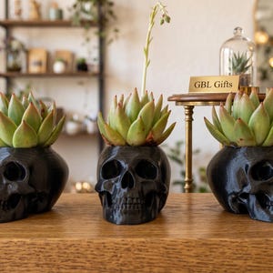 May include: Three black skull-shaped planters with green succulents. The planters are arranged on a wooden surface. The succulents have green leaves with red tips. The background includes a small table with a sign that reads "GBL Gifts".