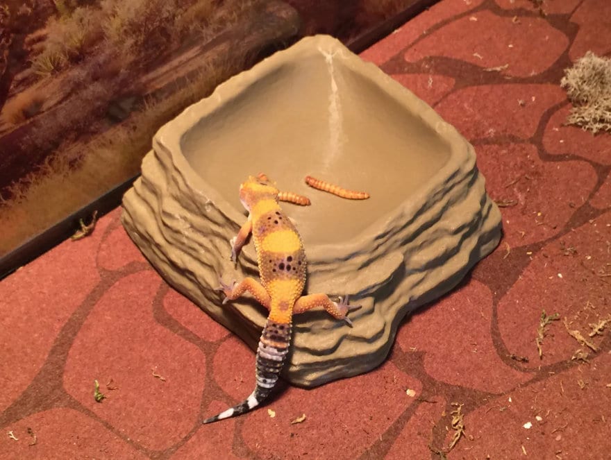 Reptile Fake Rock Food or Water Dish