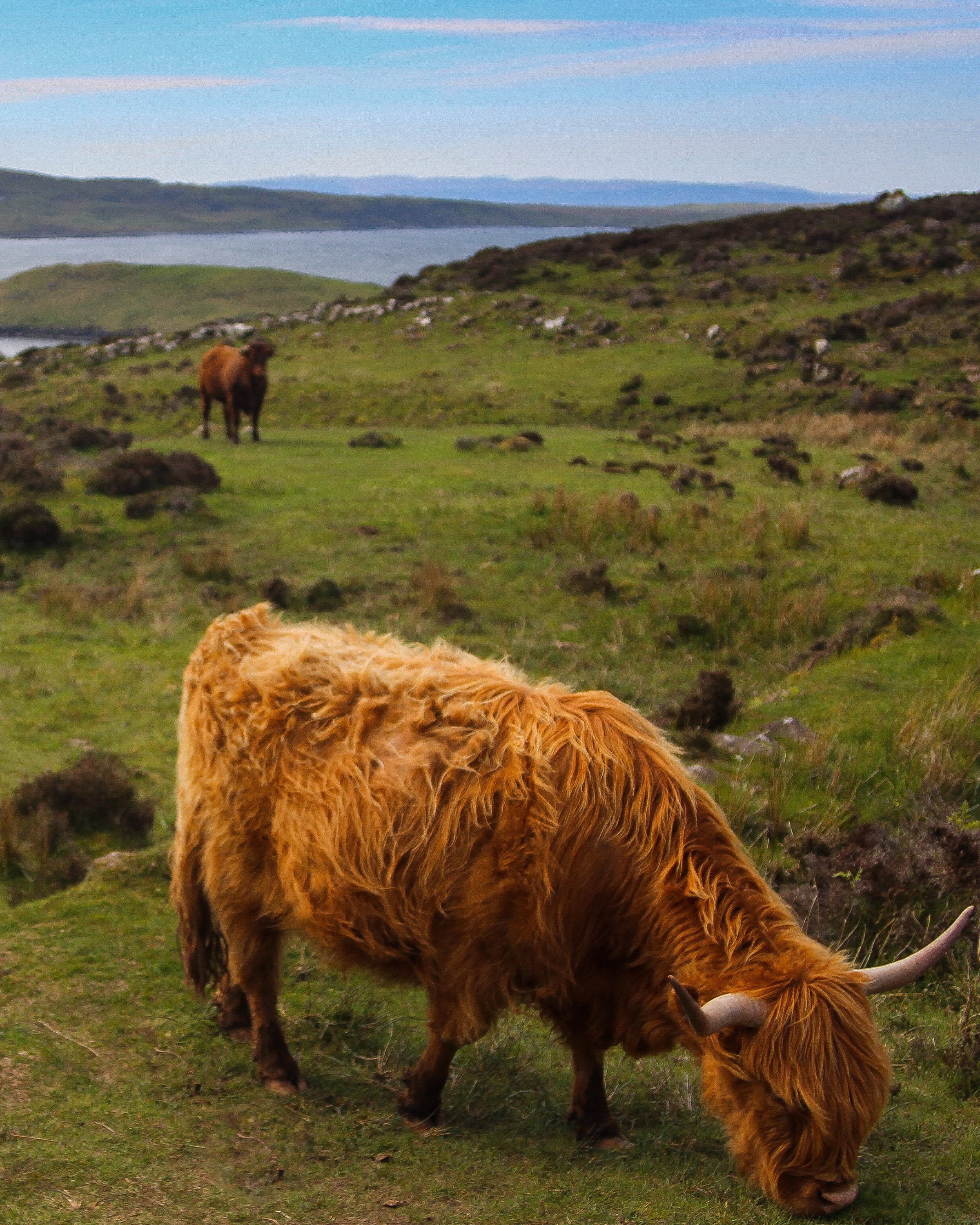 Highland Cow Isle of Skye. Wildlife Scotland Photography. | Etsy UK