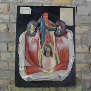 Human Urinary Tract Anatomy, vinatge anatomy model: original 1950s anatomical teaching aid medical educational oddity curiosity classroom