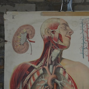 Menschliche Anatomie Torso, Nieren & Pankreas: original vintage 1890er Jahre Medizinisches Lehrposter Lithographie Schulkarte anatomischer Druck