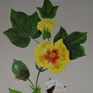 Katoen: originele vintage Duitse jaren 1960 educatieve poster roll down school muur grafiek Jung Koch Quentell plantenprint bloem Schulwandkarte