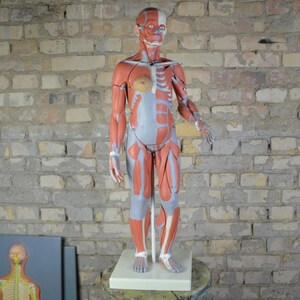 Vintage Full-Body Female Ecorché, Muscle Figure: original 1980s 3B Scientific anatomy model German medical school anatomical visual aid