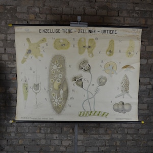 Einzeller & Amoeba: original antikes Schulplakat 1920er Jahre Schulplakat Schulwandbild Einzeller Lithographie Monade