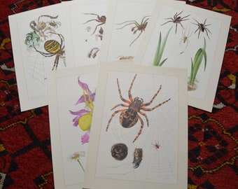 Spiders: Set of 6 original vintage 1950s scientific zoology prints German illustration by Claus Caspari entomology antique posters animals