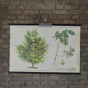 Hornbeam Baum: Original Vintage 1980er Jahre Tschechisches Lehrposter Schule Wandkarte Roll up botanischer Druck Leinwand Pflanze Biologie Wald antik