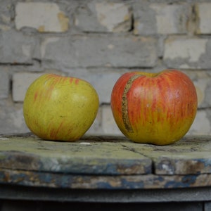 Pomology, Apple Varieties, 2x antique botanical model: original 1920s German SOMSO school educational teaching school biology wax plaster