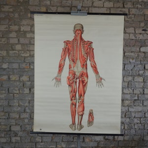 Ecorché, Muscles, Anatomy: original vintage 1950s German educational poster school wall chart roll anatomical print flayed human anatomical