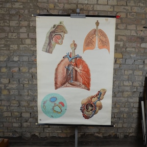Lunge, Atemorgane, Menschliche Anatomie: Original Vintage 1950er Jahre Deutsches Lehrposter Schulwandkarte Anatomischer Druck Medizinische Kuriosität