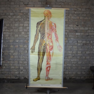 Système nerveux, neurologie: original vintage des années 1950 Affiche éducative allemande carte murale de l’école rouleau bas Anatomie cerveau de la moelle épinière