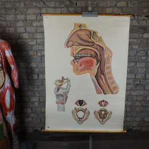 Voce umana, anatomia della testa: poster scolastico medico tedesco originale degli anni '50, stampa anatomica, stranezze della laringe, fonetica
